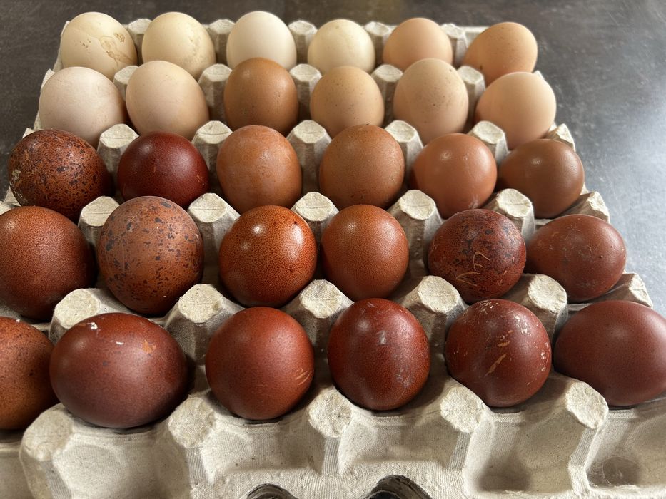 Продам ія марана чорно-мідного