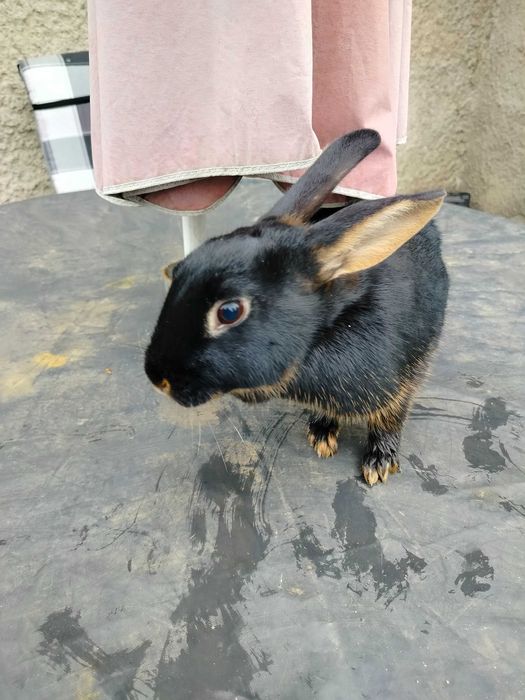 Króliki zajączkowaty samiczka
