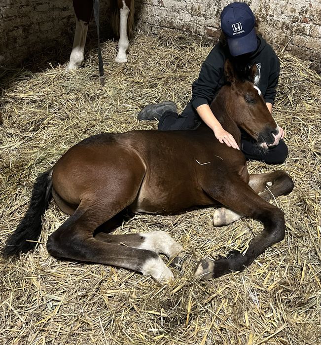 Wyjątkowy ogierek z potencjałem