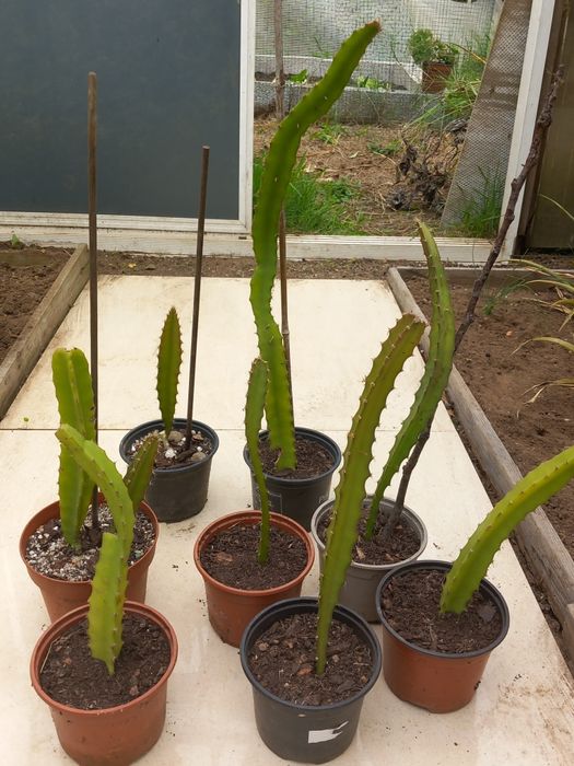 Vendo planta pitaia amarela