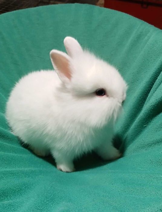 Декоративний карликовий кролик