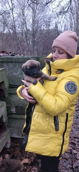Цуценя 1міс віддамо