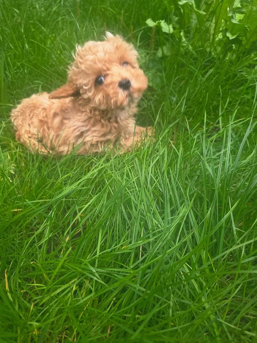 Szczeniaczek Maltipoo