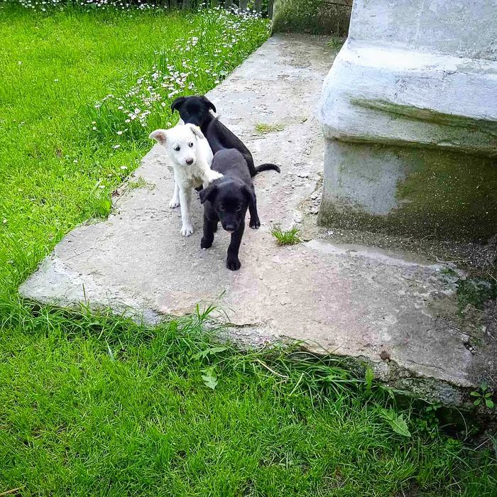 Цуцики в добрі руки