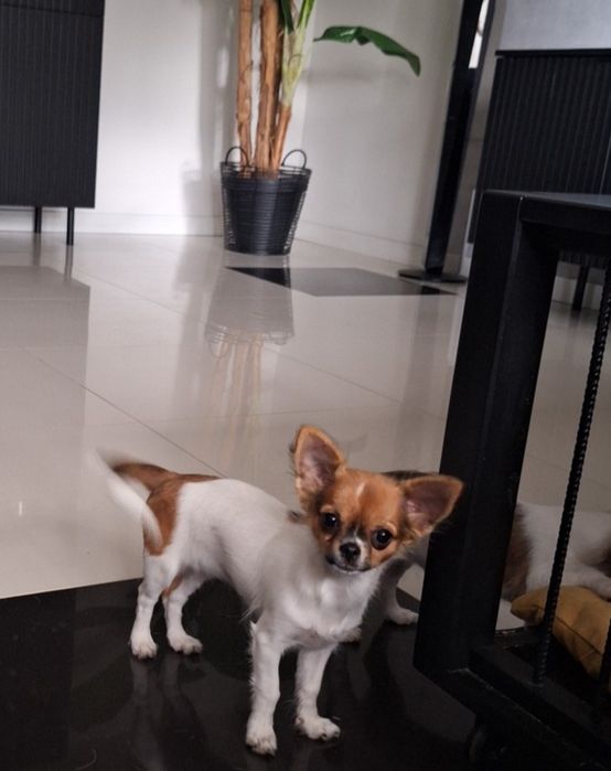Chihuahua długowłosa dziewczynka