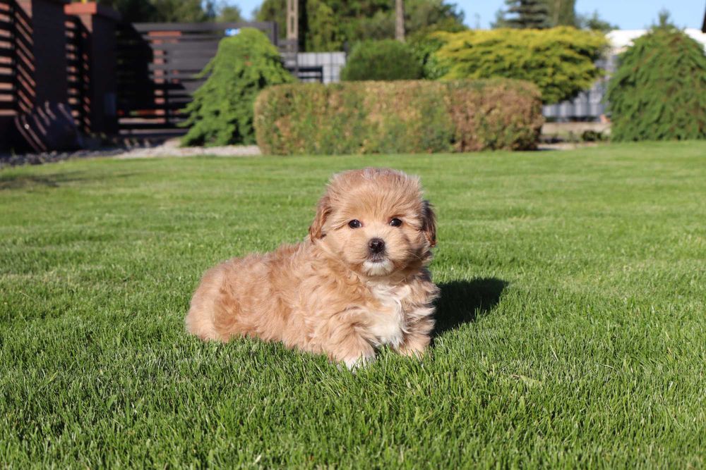 Maltipoo suczka biszkoptowa