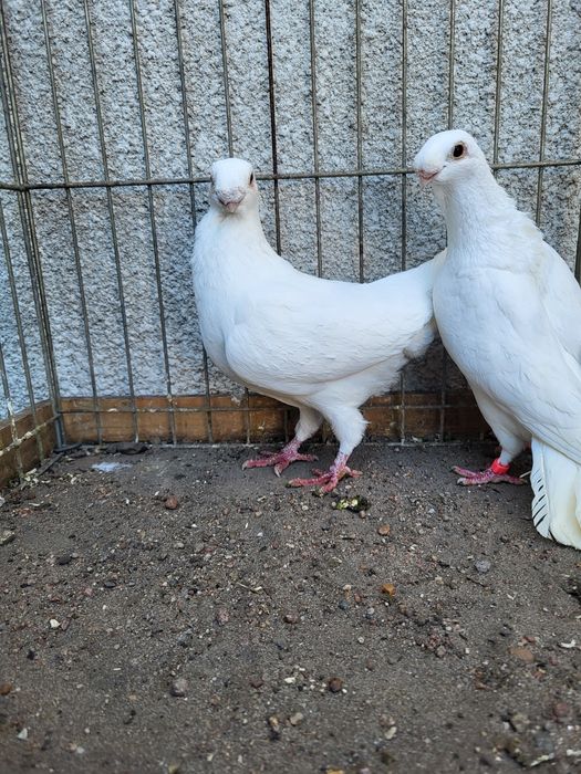 antwerpski wystawowy  para antwerpskie