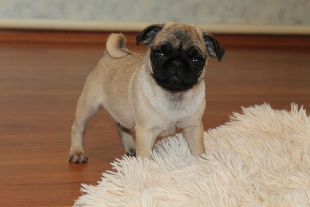 Бомбезні мопсики