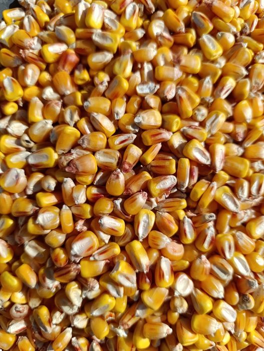 Пшениця, Кукуруза, Соняшник, Овес, Ячмінь,  Гірчиця