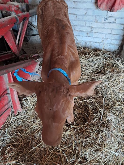 Szprzedam byczka rasy limuze