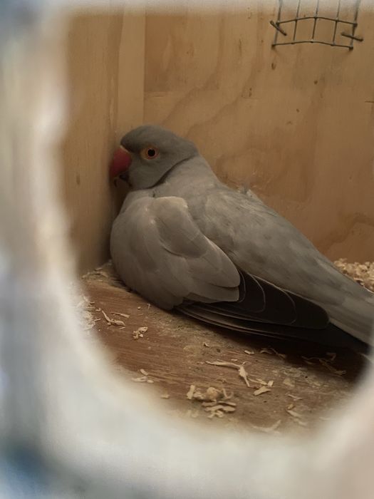 Disponivel todo o meu plantel de aves
