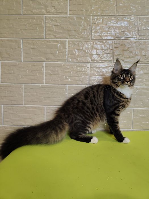 Дівчинка Мейн-кун