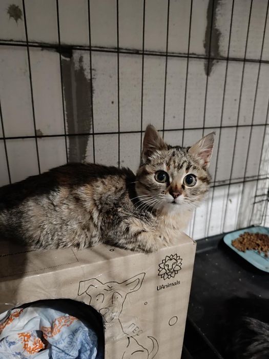 Шикарные котята  бесплатно