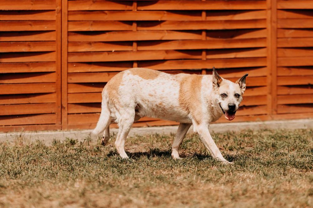 Podobno w moich oczach można się zakochać... - Bastek