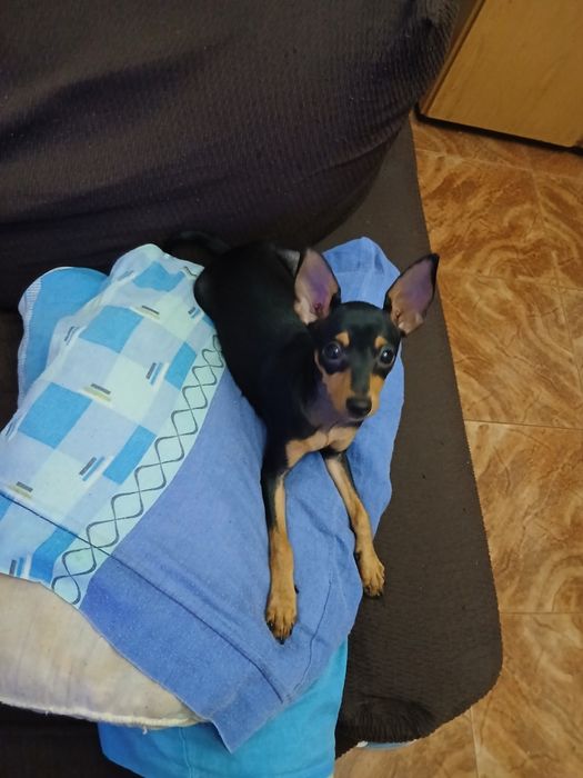 Pinche mini 4 meses