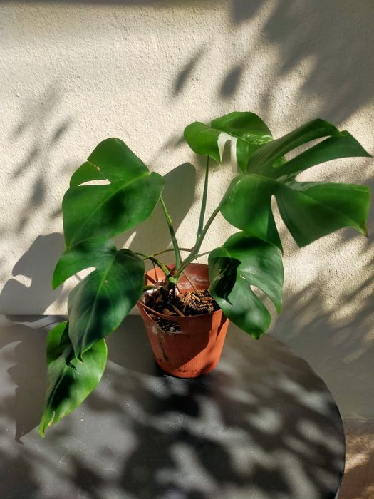 Costela-de-adao ou Monstera Deliciosa