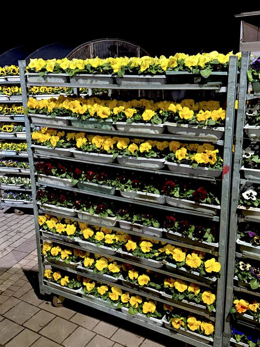 Bratki drobno i grubokwiatowe Stokrotki sprzedaz hurtowa