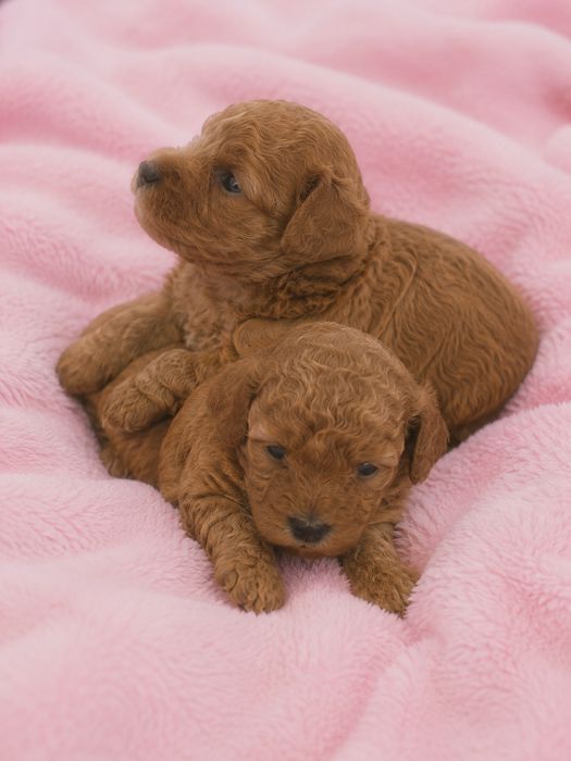 Szczeniak Maltipoo