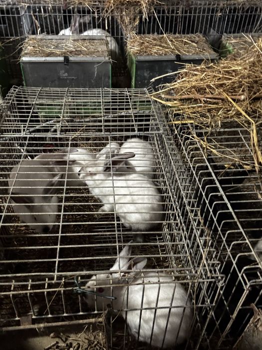 Coelhos para criacao ou consumo