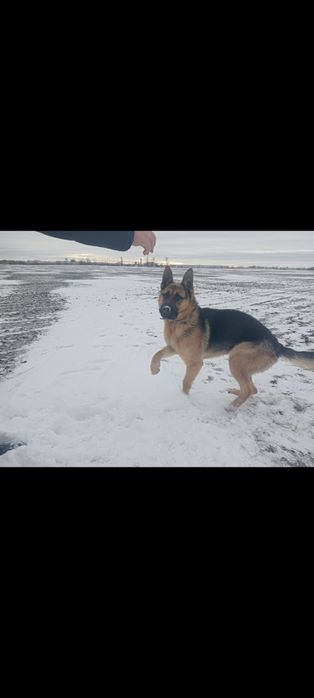 Продается кобель немецкой овчарки