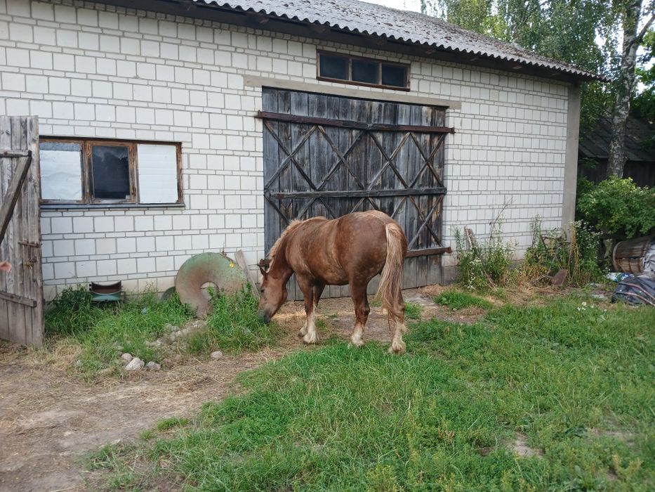 Klacz zimno krwista