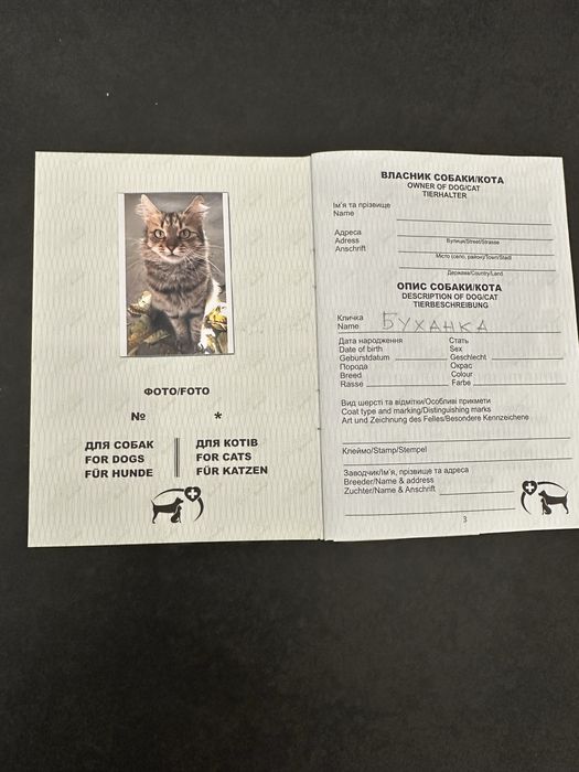 Ищем дом для кошечки