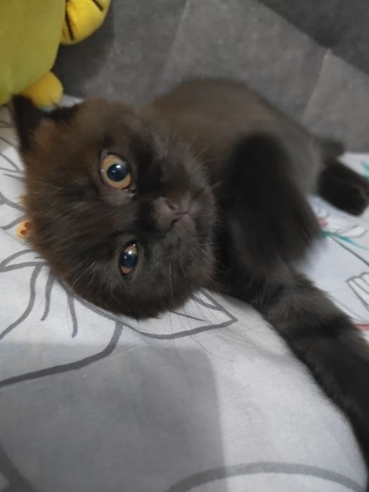 Шотладські кошенята