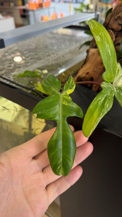 Philodendron Florida Beauty (Mudas)