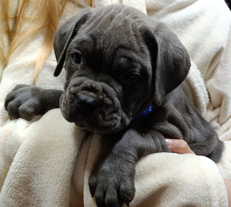 Корси у люблячу родину