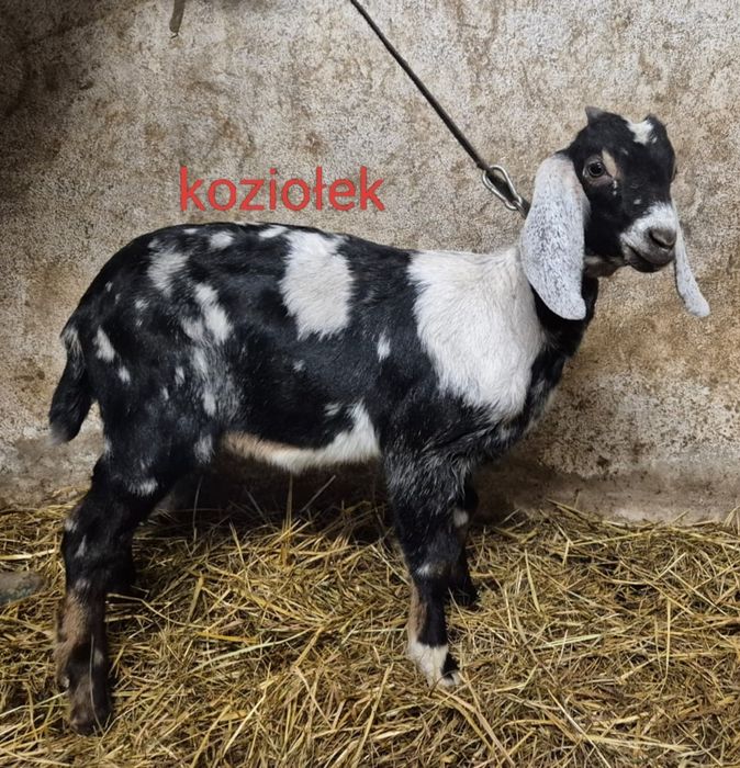 Kozy kózki koziołki anglonubijskie