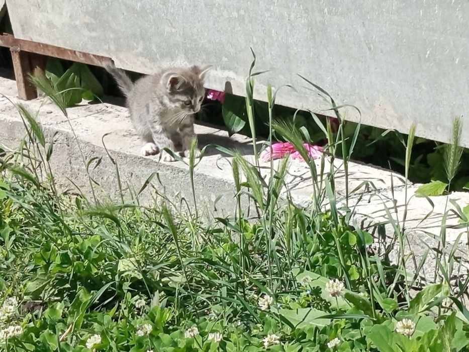 Віддам котиків в хороші руки