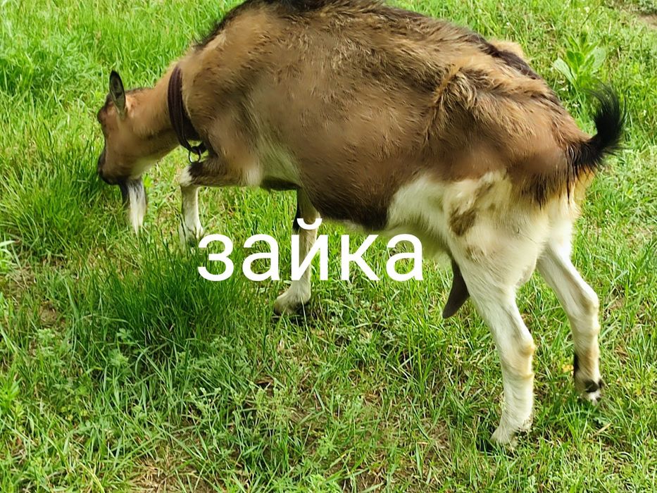 Продам кози козенята