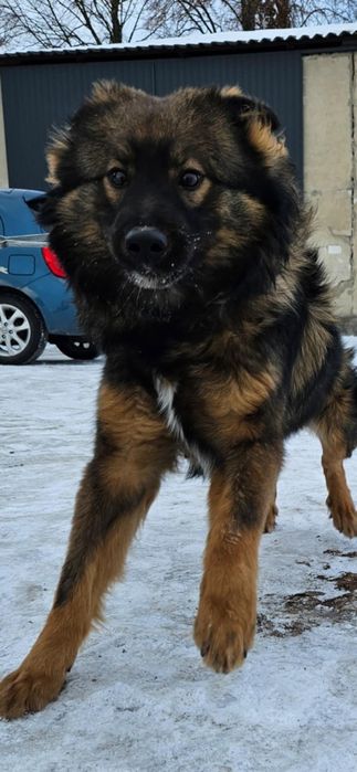 Cudowny, młody Hermes szuka domu