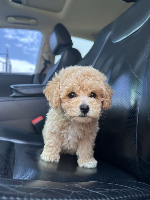 Мальтипу преміум міні