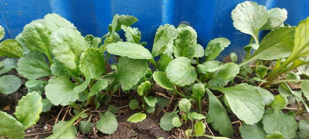 Ромашка біла здорова розсада.