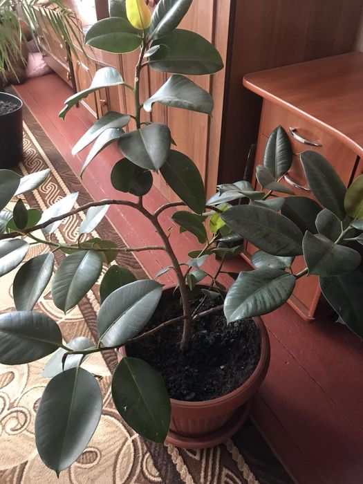 Фікус великий ….