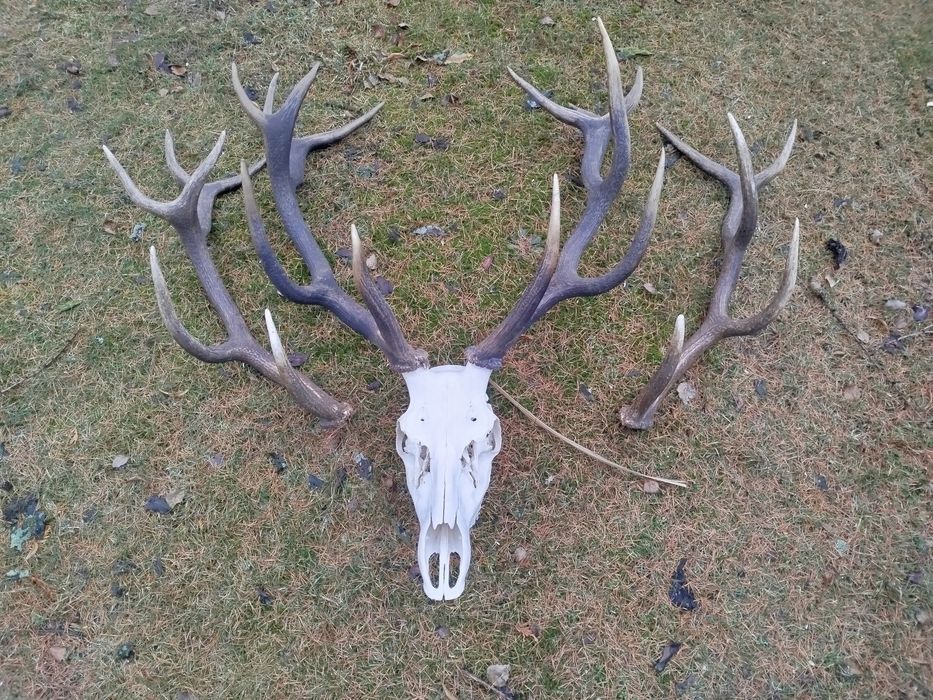 Poroże,Wieniec jelenie myłkus+ para