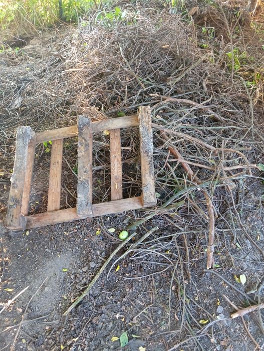 Oddam drzewo na opał za darmo
