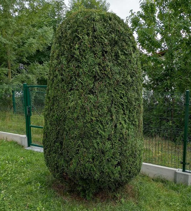 Przycinanie tuji,żywopłotów,koszenie,wycinka drzew,zakładanie ogrodów