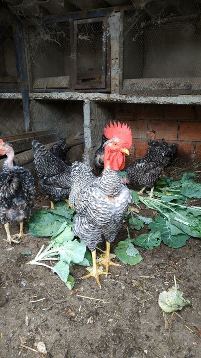 Ovos de pedres para incubação