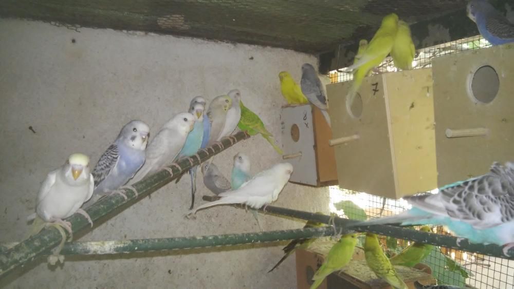 Periquitos Australianos