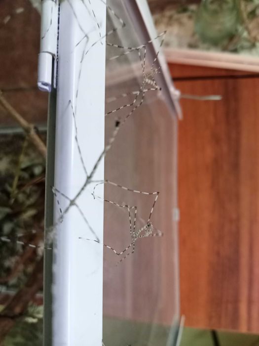 Patyczaki/straszyki Lonchodiodes sp. Ilocos, chiński, pieprz i sól...