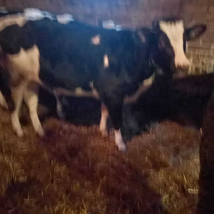 Sprzedam 2 jałówki