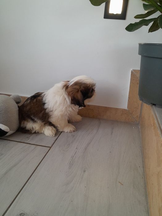 Suczka shih tzu tricolor