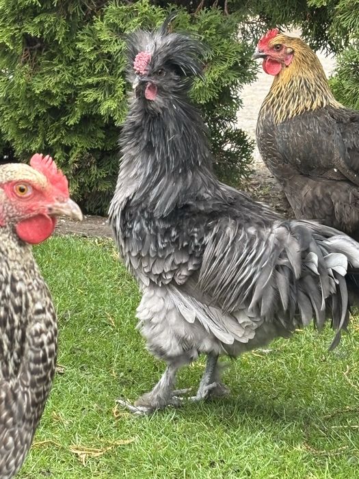 Koguty ozdobne silka lokowana i czubatka