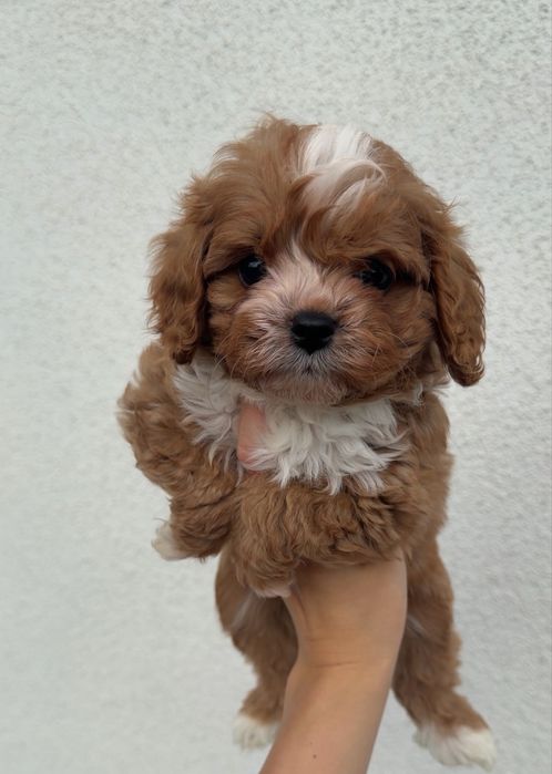 Cavapoo cavalier & pudel toy