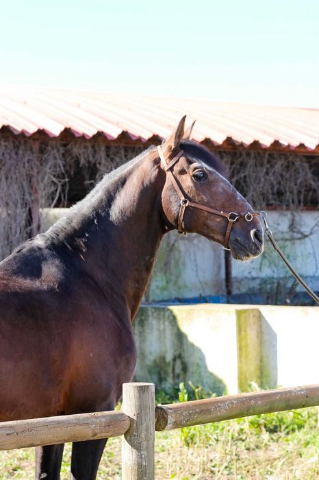 Garanhão Lusitano Pontuado