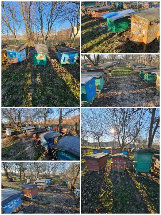 Sprzedam ule  wielkopolskie i warszawskie poszerzane