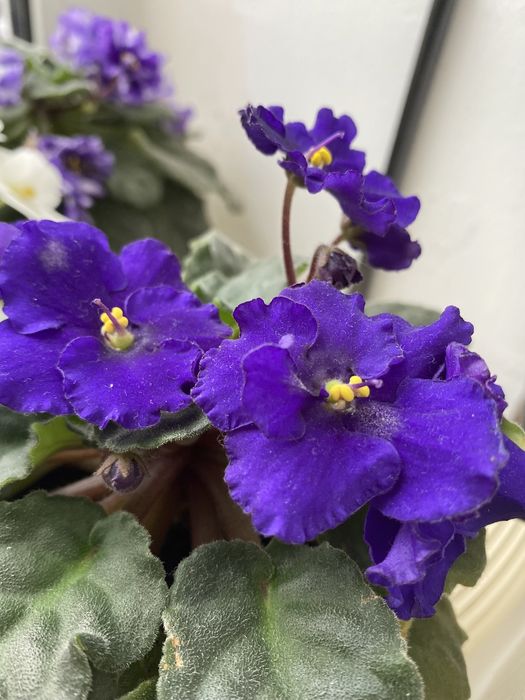 Фіалка кімнатна