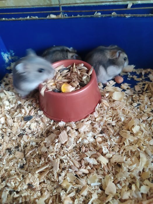 Джунгарик Кременчуг